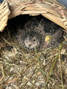 Read more about the article Unsere Wachteln haben Nachwuchs bekommen